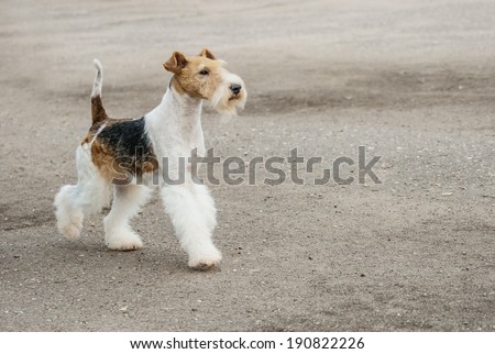 Young Fox-Terrier runs on paved path. Royalty-Free Stock Photo #190822226