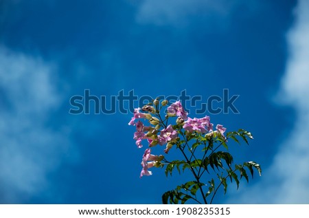 pink and white flowers called trumpets with sky and clouds in the background