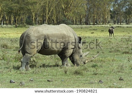 Black rhinoceros in Nakuru National Park in Kenya