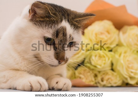 The cat lies near a bouquet of light roses.
