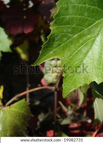 Wine leaf with wine on background.