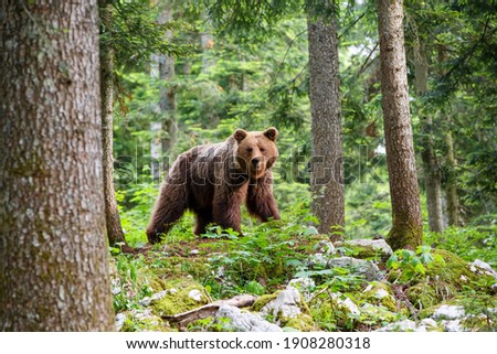 Brown bear - close encounter with a  wild brown bear eating in the forest and mountains of the Notranjska region in Slovenia Royalty-Free Stock Photo #1908280318
