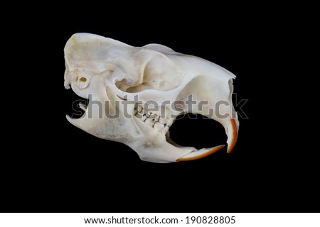 Portrait of a Porcupine Skull