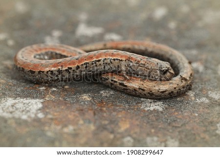 A closeup shot of a California slender salamander between blurry background