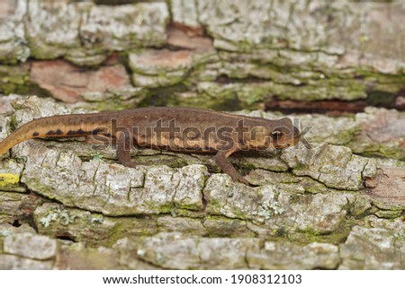 A closeup shot of Juvenile terrestrial banded newt on a wooden trunk surface