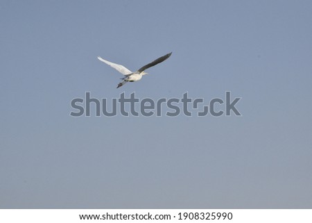 photo of crane Bird flying in sky.