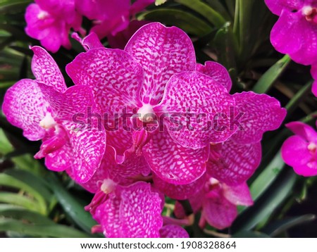 Orchid garden. Orchidaceae. orchids are available in purple, Beautiful flower garden. beautiful orchids. Chiang Mai, Thailand. white and purple flower. Phalaenopsis Orchids.Flower picture.