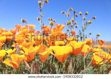Desert wildflower super bloom in California