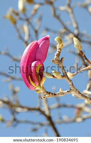 magnolia bug in morning time of Spring season 