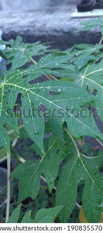 a green leaf of papaya tree