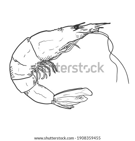 Vector Sketch Shrimp on White Background
