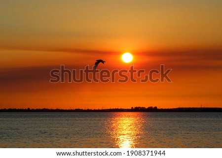 bird flying to the sun