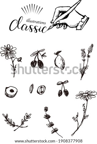 Hand-painted vector illustration of botanical flowers