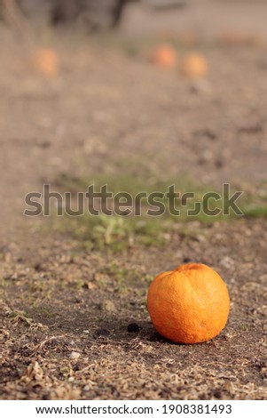 Bitter orange fruits that have fallen to the ground