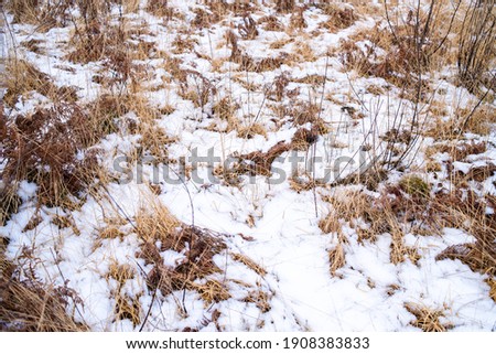 Dry grass and snow in winter, on a forest glade