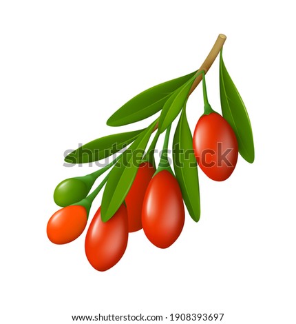 Branch of goji berries with leaves. Realistic vector illustration. White background. Royalty-Free Stock Photo #1908393697