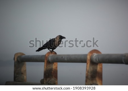 Black Crow Sitting On The Bridge Side 