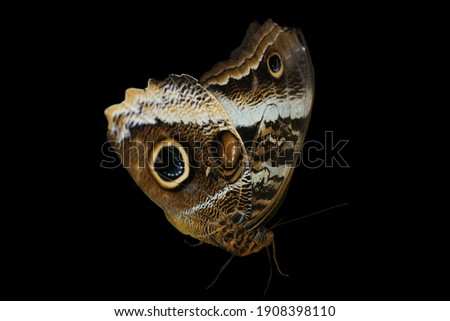 An Owl butterfly isolated on black background