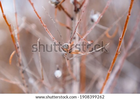 A photo focused on a frozen bush bud in Colorado during the start of spring. Lots of browns and oranges covered in a frosty outline. 