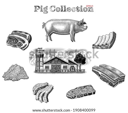 Pig collection hand draw vintage engraving style clip art isolated on white background