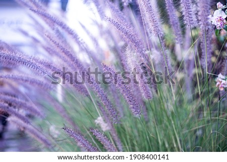 Blur Grass flowers in nature background.