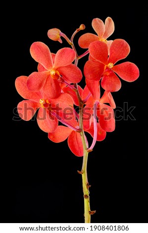 Orange orchid stem with blooming flowers isolated on back background