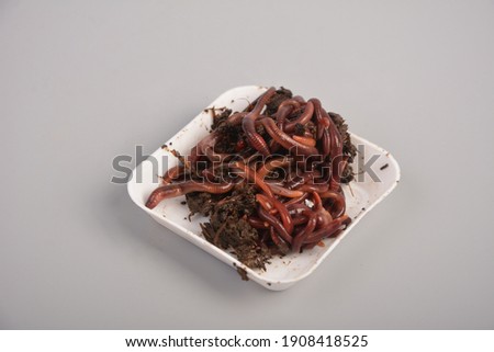 Earthworms (Eisenia foetida) called Tennessee Wiggler for Fishing or Compost.Mother stock of worms for manure processing.