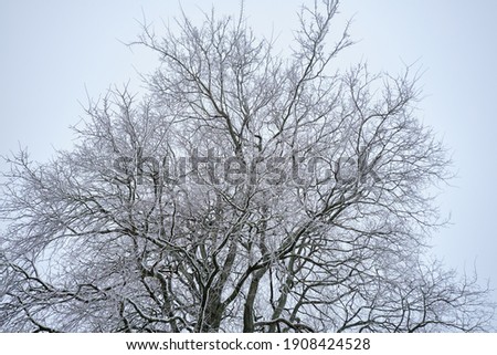 single winter tree with snow on branches closeup on sky background