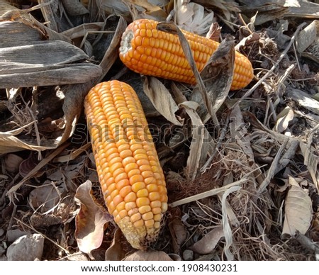 Capture of yellow corn. Sweet and fresh corn picture. Selective focus of corn with blurred. Photography of corn field product of agriculture Pakistan. Ripe maize