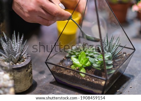 female holds glass florarium vase with succulent plants Small garden with miniature plants. Home indoor plants. DIY florarium. Colorful plants growing in glass geometric