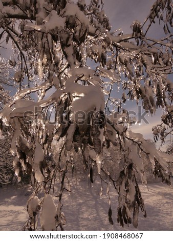 Snow on the trees turns the park into a fairytale world. Odessa region (Ukraine).