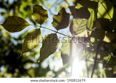 Backlit leaves, spring plants and sunlight