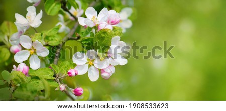 Flowers Apple tree closeup. Beautiful Panoramic Spring Nature background with blossoming Apple Branch. Wide Angle Scenic floral header for website or Web banner with copy space for text