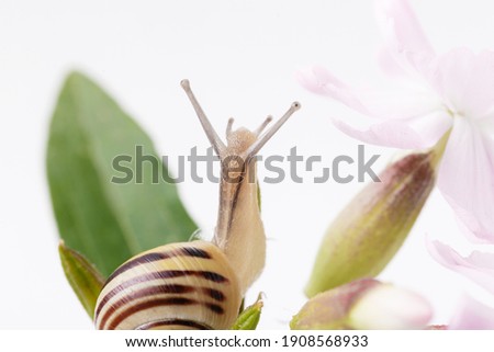 Snail on pink delicate flower close up, studio photo