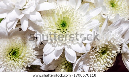 Congratulatory floral background. A large bouquet of white chrysanthemums. Country style with nature flower pattern.