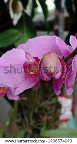 The essence of an orchid is growing on the pink petals