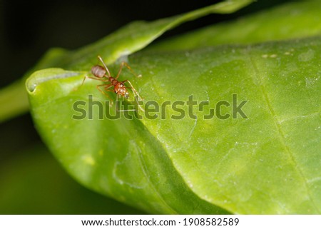 close up red ant on fresh leaf in nature