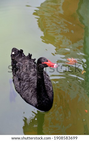 Black swan swims alone in the water.