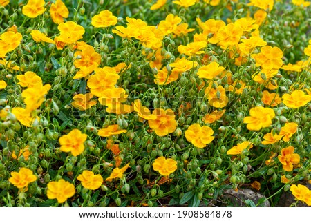Helianthemum 'Old Gold' a yellow herbaceous springtime summer flower plant commonly known as rock rose, stock photo image