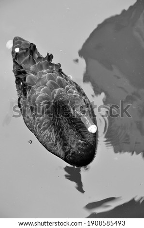 Black swan swims alone in the water. Black and white photography of an elegance swan.