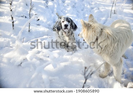 Funny and cute two dogs that are played in the snowy forest. Animal care, pets, two dogs. An English setter and a white Swiss shepherd dog.