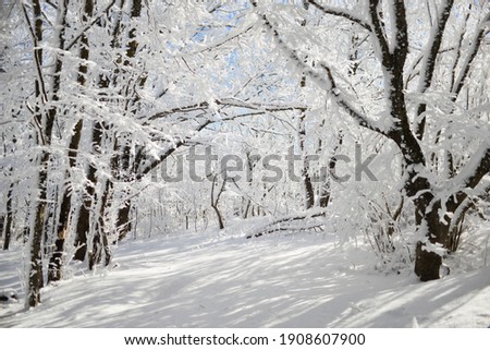 Snowy landscape with trees in the snow. Beautiful wallpaper for your desktop, background, screensaver in white and blue colors.