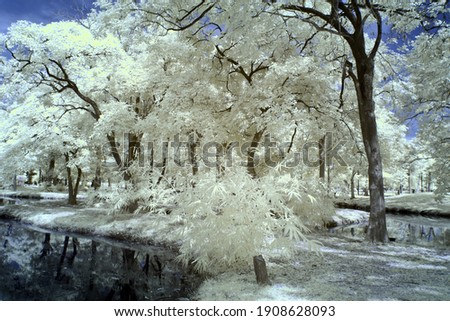 Infrared photography Lumphini Park, White trees, Outdoor