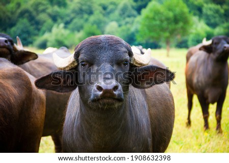 The evil gaze of the African buffalo
