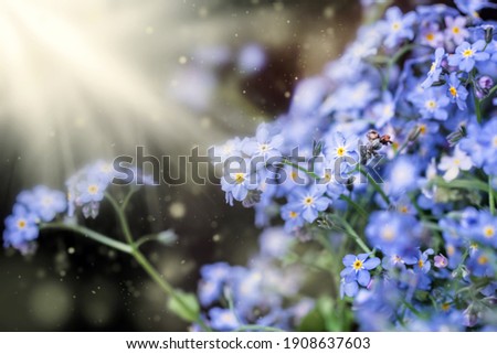 Blue soft flowers of forget-me-nots in rays of light for best mood