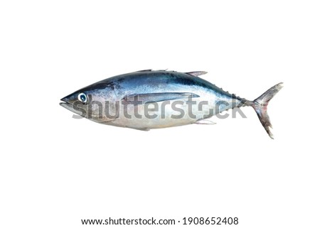 Raw whole fish, northern albacore (Thunnus alalunga) of cantabrian sea isolated on white background Royalty-Free Stock Photo #1908652408