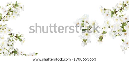 Amazing spring blossom. Tree branches with beautiful flowers on white background, banner design Royalty-Free Stock Photo #1908653653