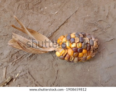 Photography of corn. Corn picture