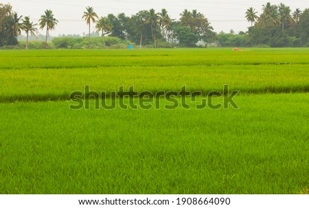  Beautiful view of vast rice fields in rural area, Tamil Nadu, India. View of paddy fields. Selective focus