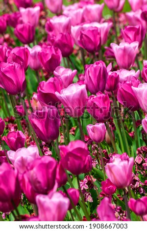 Tulip background (tulipa) a spring flowering plant with a pink springtime flower in a public park during March and April, stock photo image